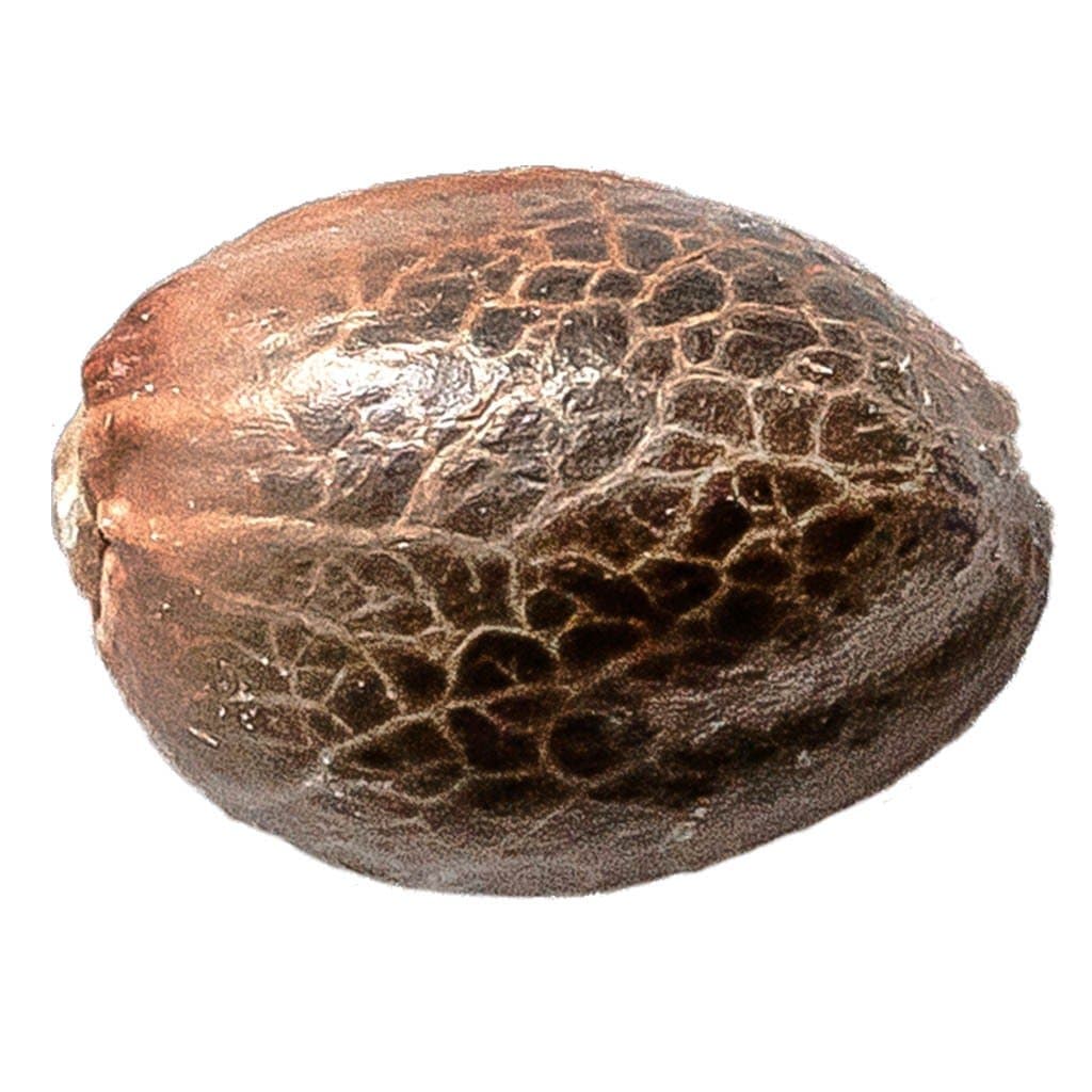 34 Street Seed Co. - Pink Lemonade Seeds - 5 Pack