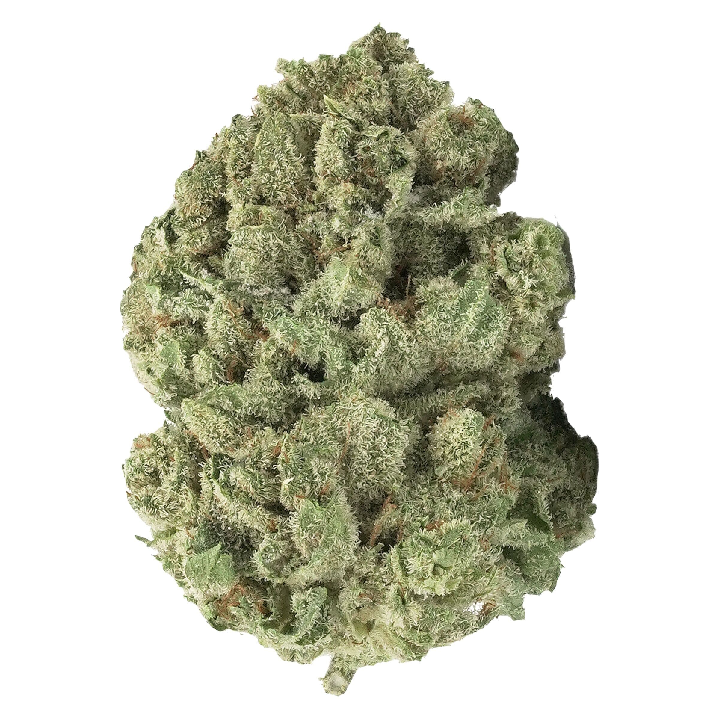 3RD Coast Genetics - GOLD CASH GOLD - 7g