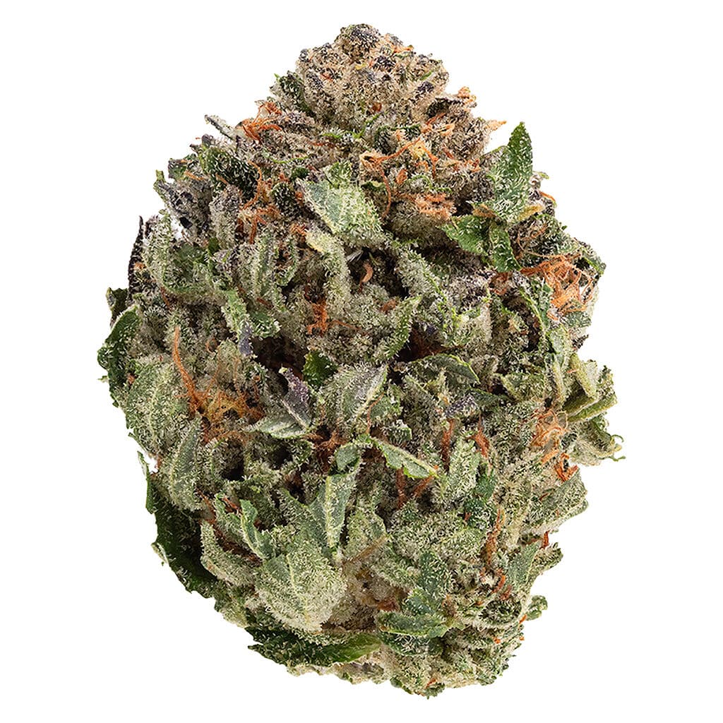 1964 - Comatose (OG Kush x Unknown) - 1g