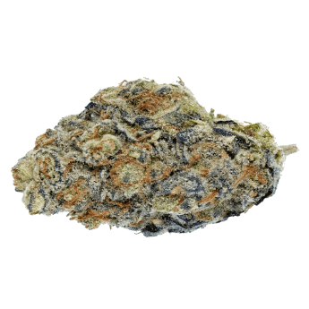 Wagners - Purple Clementine #37 (Purple Punch x Clementine) - 3.5g