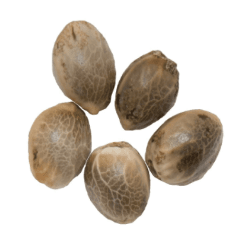 Parkland Flower Inc. - Northern Lights Seeds (Regular) - 5 pack