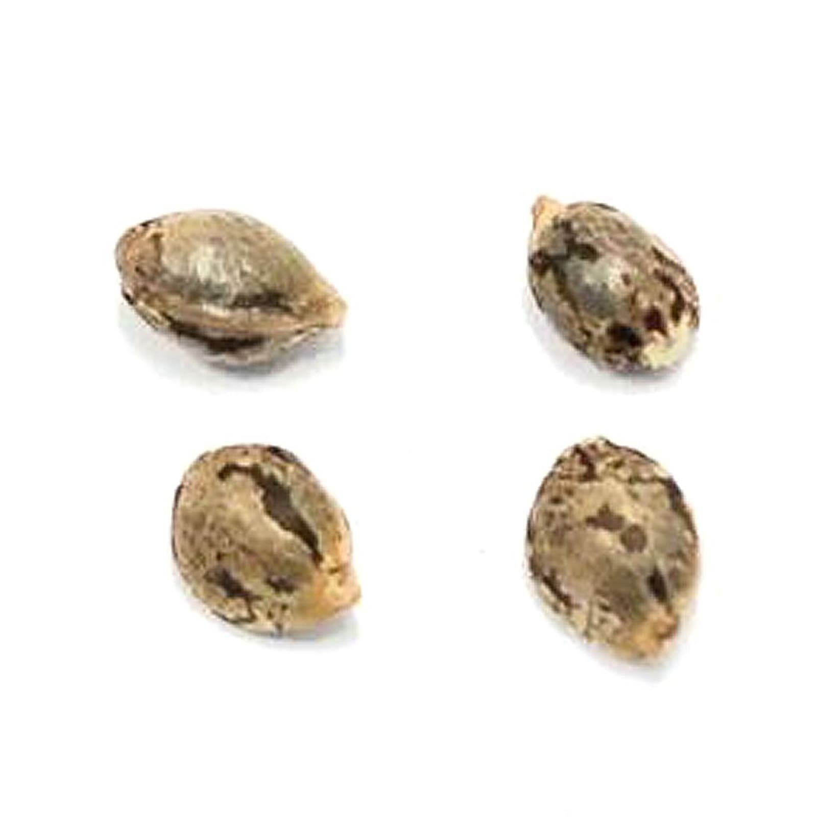 Pristine-Lillooet Landrace Seeds-4 Pack