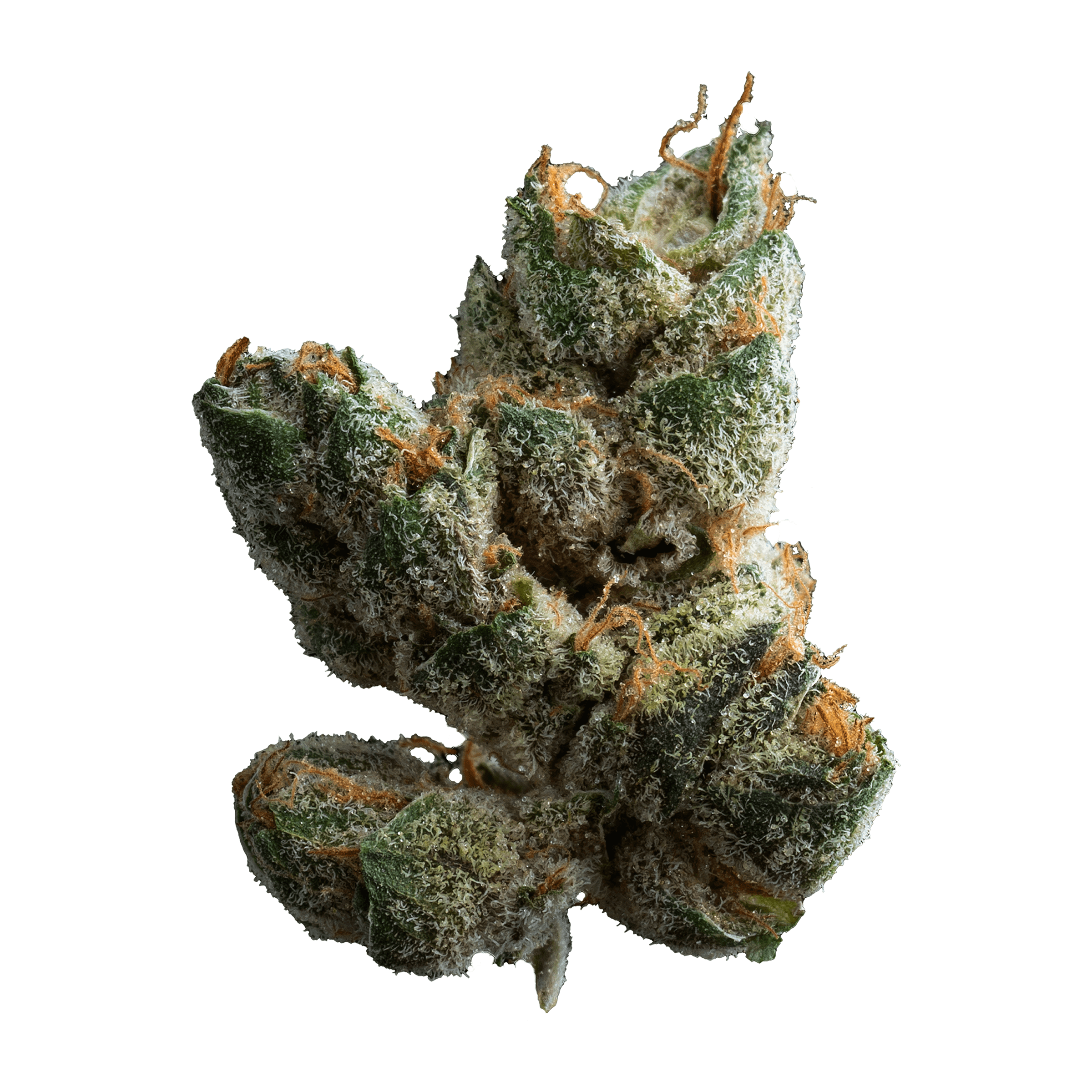Muskoka Grown - Sugar Cookies (Triangle Mints x Kush Mints) - 28g