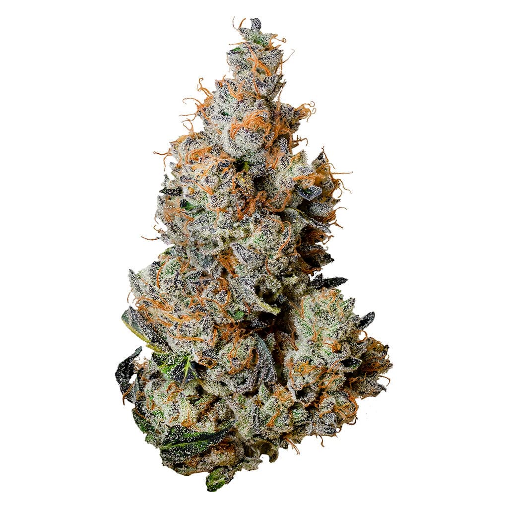 Tribal - Triple Burger (GMO x Han Solo Burger) - 3.5g