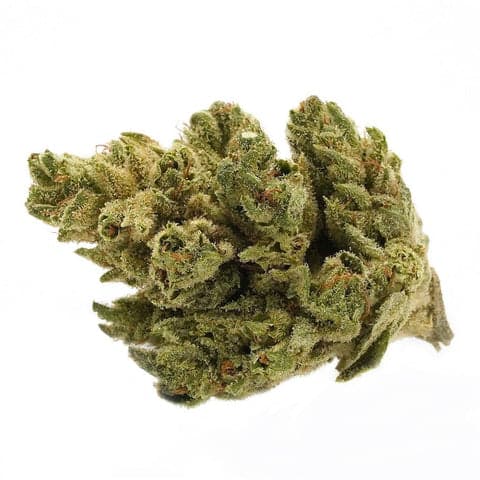 Tantalus - Pacific OG (Nepali OG x Snow Lotus) - 3.5g