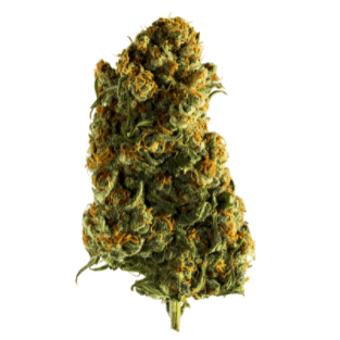Redecan - Warlock (Skunk #1 x Afghani) - 1g
