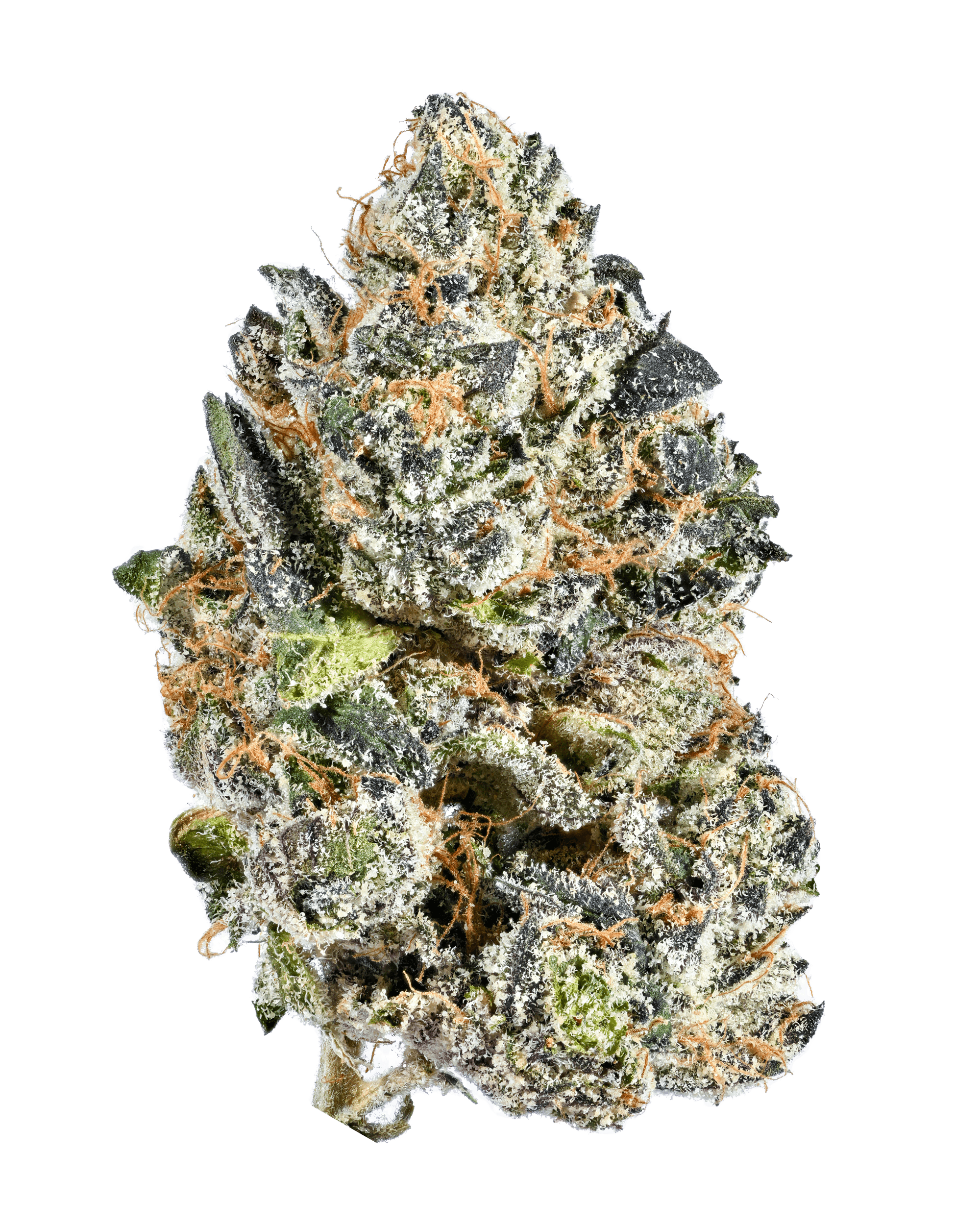 Tribal - Galactic Rntz (Falcon 9 x Runtz) - 3.5g