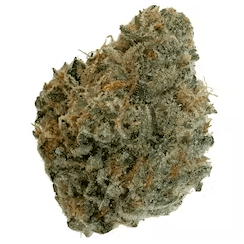 DOJA - Red Fatso (Fatso x Gusherz) - 14g
