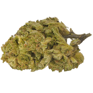 Lowbanks Grow - Girl Scout Platinum (Durban Poison x OG Kush) - 3.5g