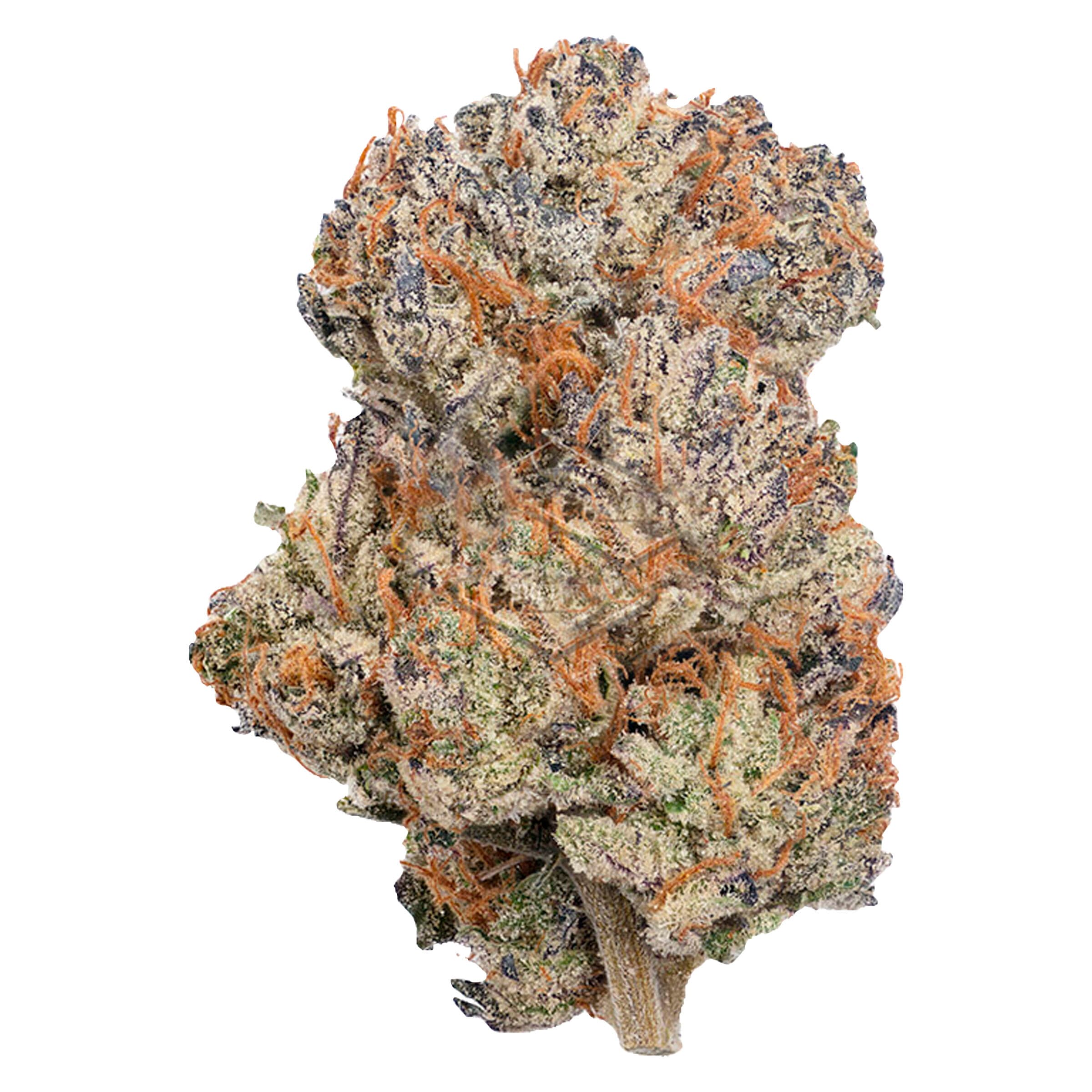 Coterie - Permanent Marker (Biscotti x Jealousy x Sherb BK) - 3.5g