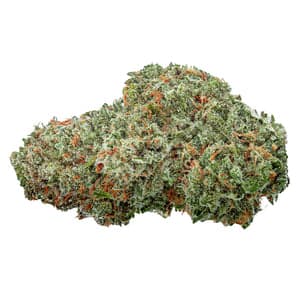 TGOD - Organic Sugar Bush (Ice Queen x Blue Heron) - 3.5g