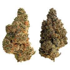 The Loud Plug - Splitter (Waffle Cone/LA Pop Star) - 28g